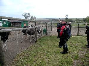 Strauenfarm Reichenberg